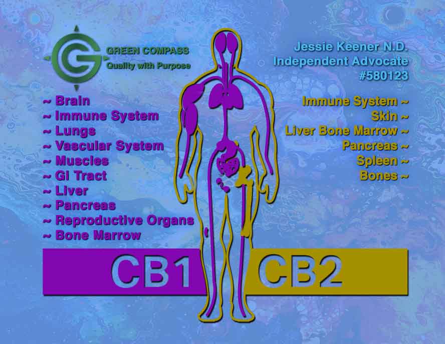 Green Compass endocannabinoid system chart with CB1 and CB2 regions